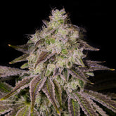 π Cake Mix Seeds (100% off)